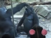 Video Shows Embarrassed Onlookers Catching Bronx Zoo Gorilla Giving Top to Gorilla Pal in Zoo Enclosure