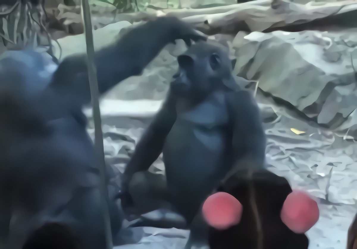 Video Shows Embarrassed Onlookers Catching Bronx Zoo Gorilla Giving Top to Gorilla Pal in Zoo Enclosure. People catch Bronx Zoo gorilla sucking gorilla pal in zoo cage. Bronx Zoo Gorilla smashing gorilla mouth.