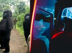 How Did Gorilla Ndakasi Die? Here is Why the Gorilla from Viral Selfie Photo Nam...