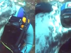 Here is What Led to the Video of Ben Burville a Scuba Diver Hugging a Wild Grey ...