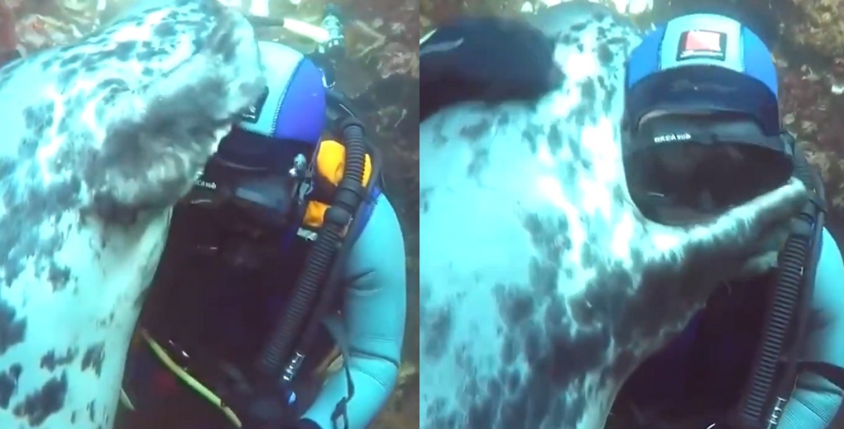 Here is What Led to the Video of Ben Burville a Scuba Diver Hugging a Wild Grey Seal Underwater. How a Scuba Diver Hugged a Wild Grey Seal Underwater in Rare Footage. The moment Scuba Diver hugs a wild grey seal.
