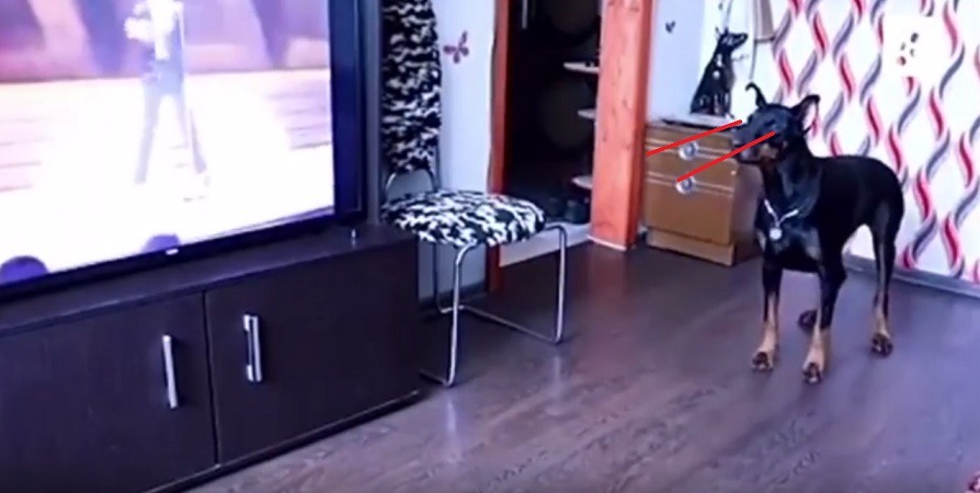 Is there a Hidden Secret Behind Video of a Dog Dancing Like Michael Jackson While Watching a Michael Jackson Concert on TV? Dog watches Michael Jackson concert and starts dancing like him.