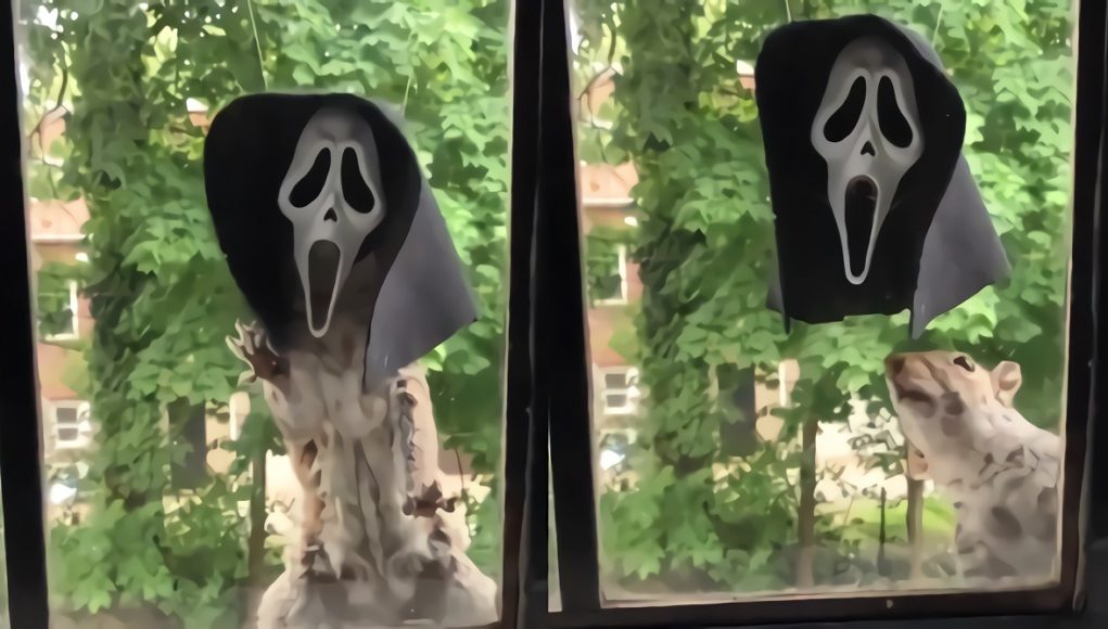Video The Scream Halloween Mask Squirrel Feeder Might Be Your Greatest