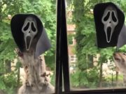 Video: The Scream Halloween Mask Squirrel Feeder Might Be Your Greatest Halloween Addition This Year