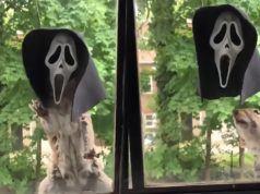 Video: The Scream Halloween Mask Squirrel Feeder Might Be Your Greatest Hallowee...