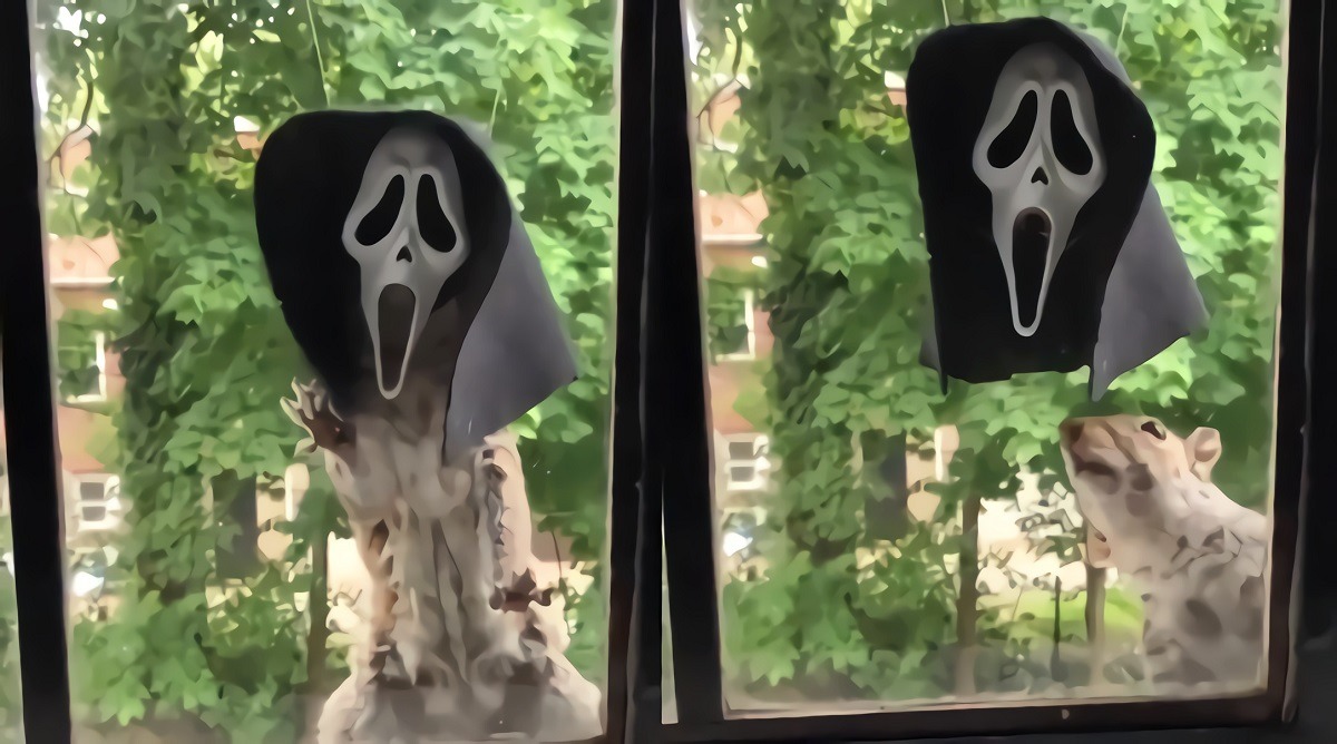 Video: The Scream Halloween Mask Squirrel Feeder Might Be Your Greatest Halloween Addition This Year. Scream Squirrel Feeder masks
