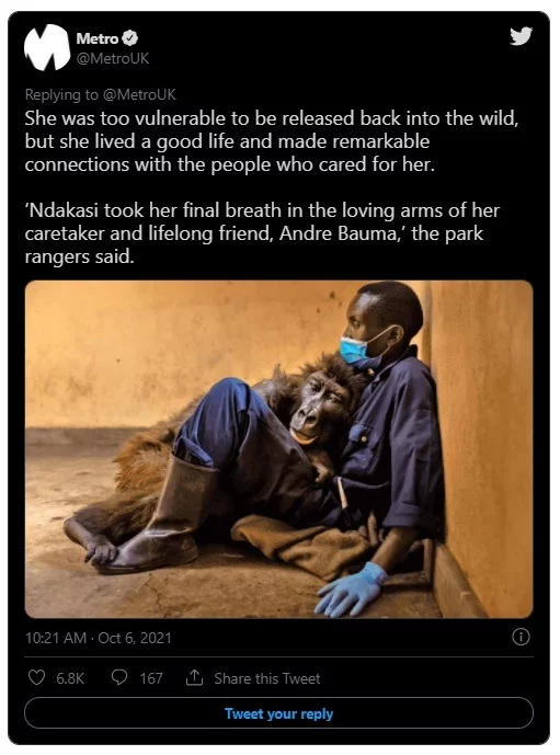How Did Gorilla Ndakasi Die? Here is Why the Gorilla from Viral Selfie Photo Named Ndakasi Dead at Age 14. Details on how Gorilla Ndakasi died in the arms of ranger Andre Bauma who rescued her. Details how Gorilla Ndakasi cause of death.