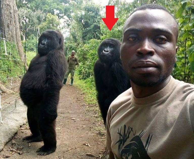 How Did Gorilla Ndakasi Die? Here is Why the Gorilla from Viral Selfie Photo Named Ndakasi Dead at Age 14. Details on how Gorilla Ndakasi died in the arms of ranger Andre Bauma who rescued her. Details how Gorilla Ndakasi cause of death.