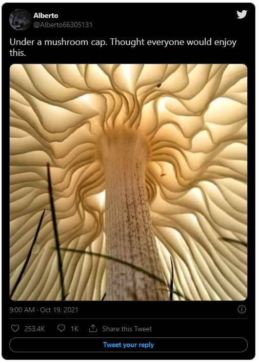 Here is what Bug's Point of View of Under a Mushroom Cap Looks Like. Photo of an Insect's Perspective of Under a Mushroom Cap Goes Viral