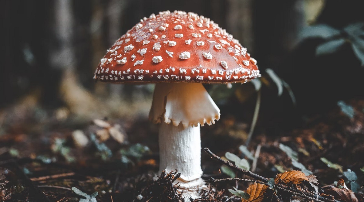 Here is what a Bug's Point of View of Under a Mushroom Cap Looks Like