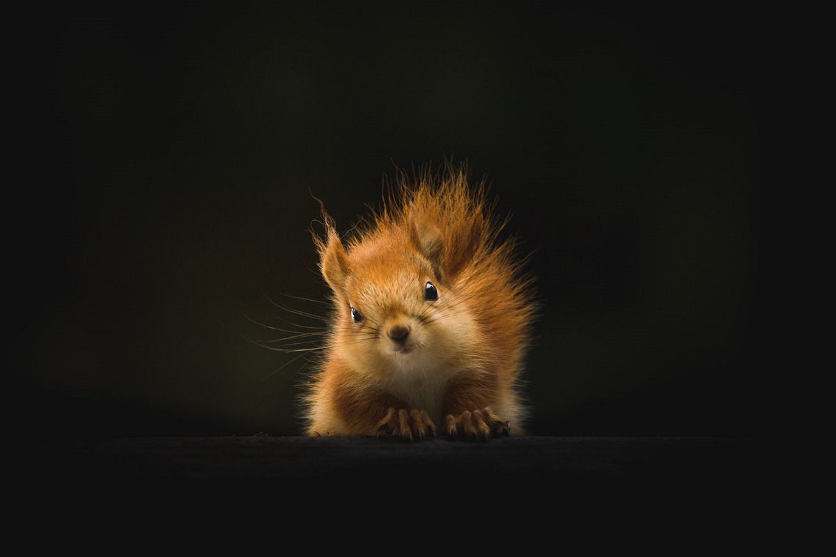 Viral Video Shows Aftermath of Squirrel Literally Getting His Nuts Stuck in a Fence. Squirrel gets balls stuck in fence. Squirrel's nuts stuck between fence details