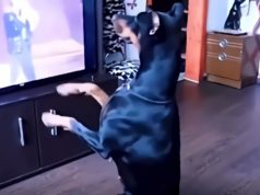 Is there a Hidden Secret Behind Video of a Dog Dancing Like Michael Jackson Whil...