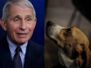 Details of How Dr. Anthony Fauci Allegedly Funded Dog Experiments That Tortured Beagle Puppies to Death After Slitting Their Vocal Cords