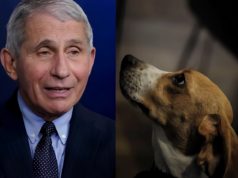 Details of How Dr. Anthony Fauci Allegedly Funded Dog Experiments That Tortured ...