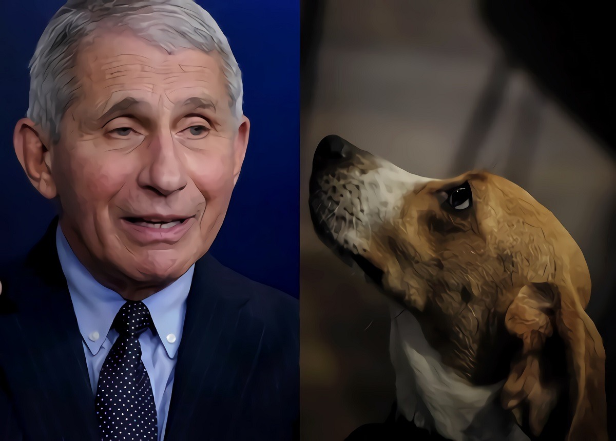 Viral photos of the dogs tortured during Dr. Fauci's alleged experiments are truly heartbreaking. Details of How Dr. Anthony Fauci Allegedly Funded Dog Experiments That Tortured Beagle Puppies to Death After Slitting Their Vocal Cords. Details of the Dog Experiments Dr. Anthony Fauci Funded that Abused Beagle Puppies to Death. Reactions to the Dr. Fauci animal abuse allegations. Leaked Dr. Fauci Email to Francis Collins. Nancy Mace Letter to Dr. Fauci Details.