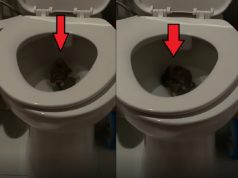 Viral TikTok Video Shows New York Rat Coming Out Toilet Bowl Inside Someone's Ho...
