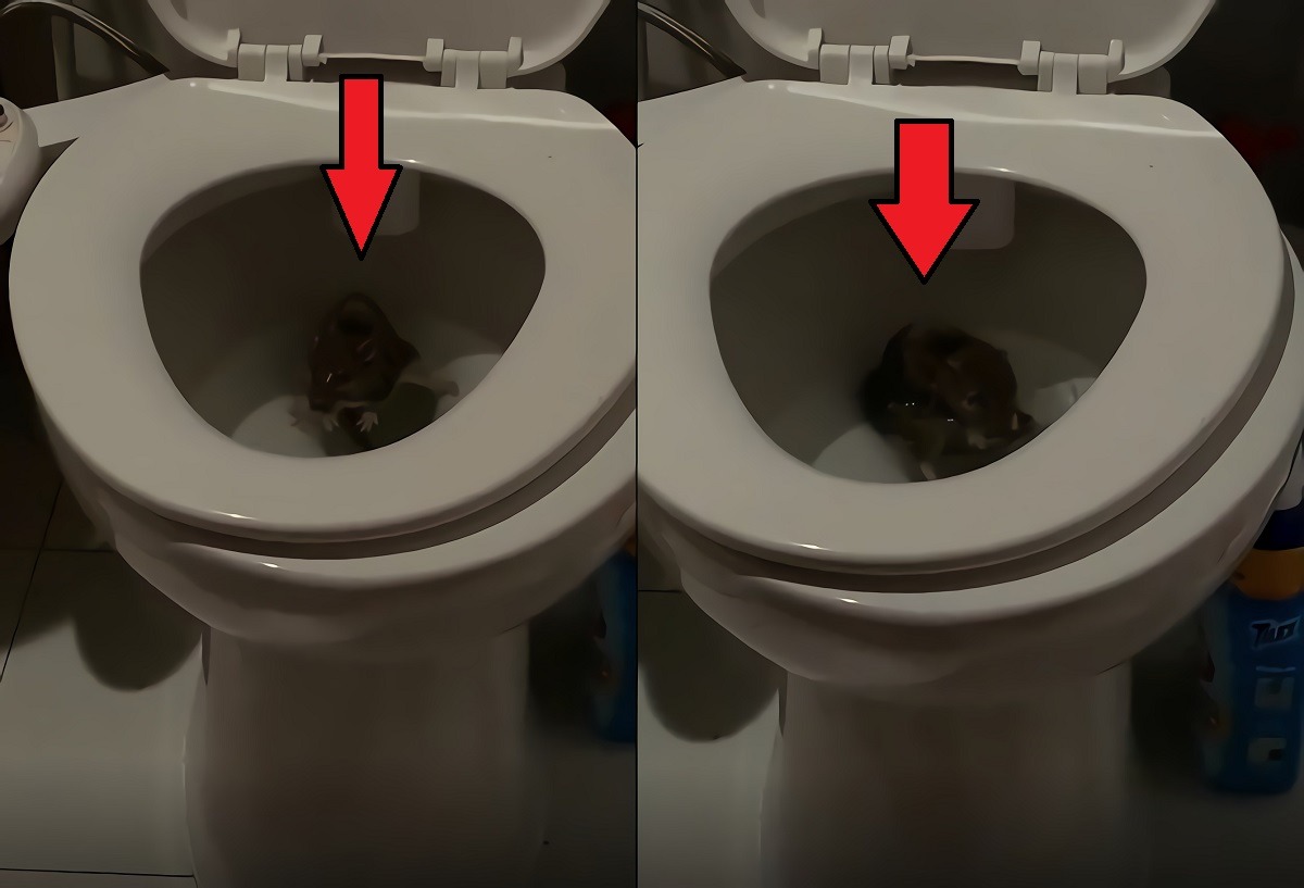 Viral TikTok Video Shows New York Rat Coming Out Toilet Bowl Inside Someone's Home. Viral TikTok Video Shows New York Rat Popping out Toilet Bowl in Someone's Home. TikTok video of large NY rat swimming inside toilet bowl. TikTok video of rat climbing up toilet pipe in New York.
