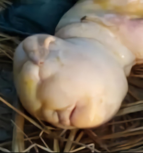 Baby Goat Born With Human Face in Assam Leaves the World Mystified. Baby Goat Born With Human Face Draws Comparison to 'Lamb' Netflix Movie