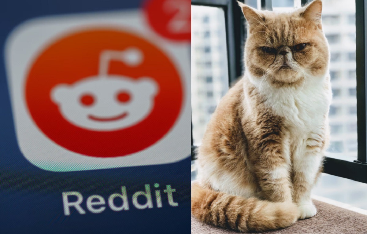 Orange Cat Jorts Goes Viral After Reddit AITA for 'Perpetuating Ethnic Stereotypes about Jorts' Thread about Coworker Pam. The Sad Look in Orange Cat Jorts' Eyes Sends Emotional Pain