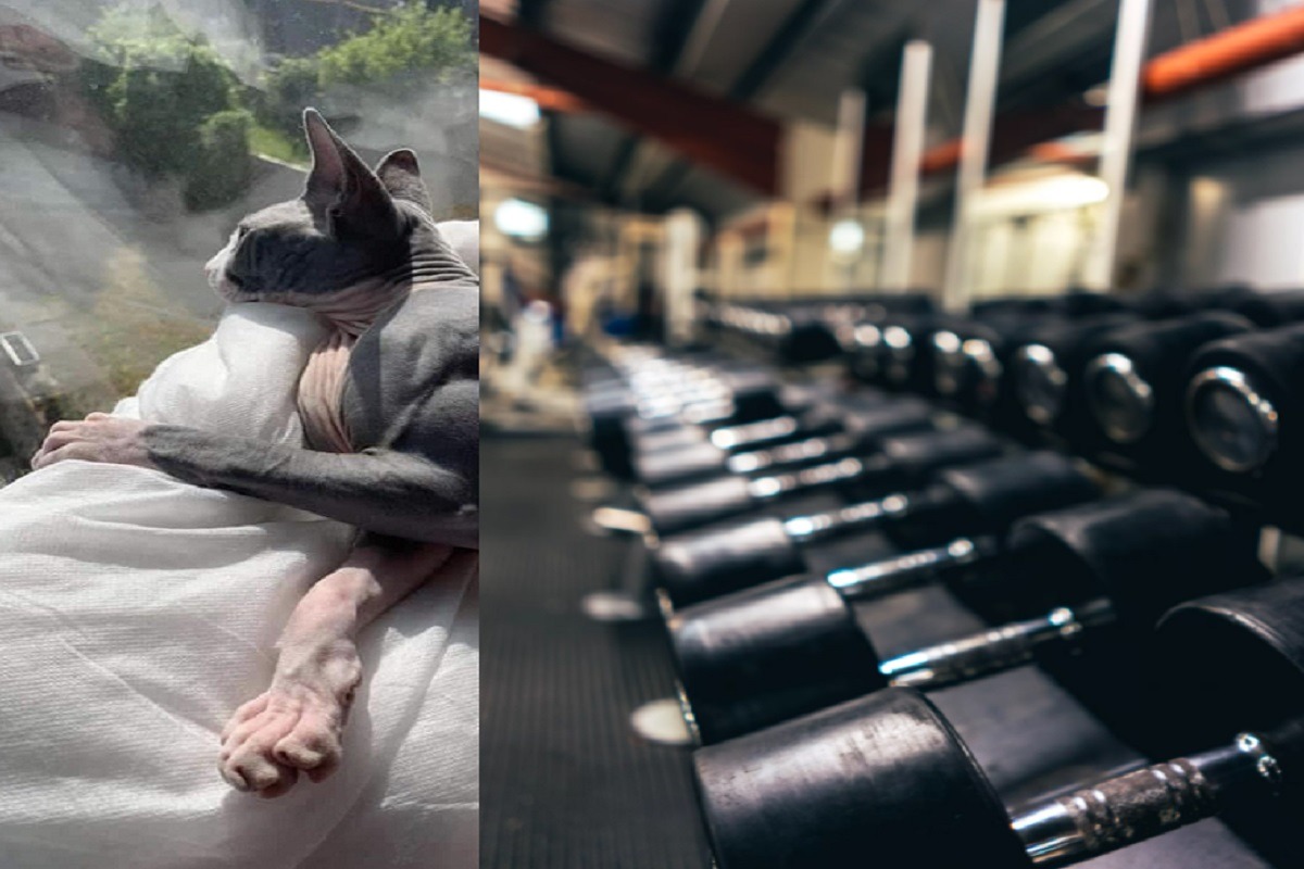 Here is Why the Viral Ripped Sphynx Cat Has So Much Muscle. Muscular Sphynx Cat with Myostatin-related Hypertrophy