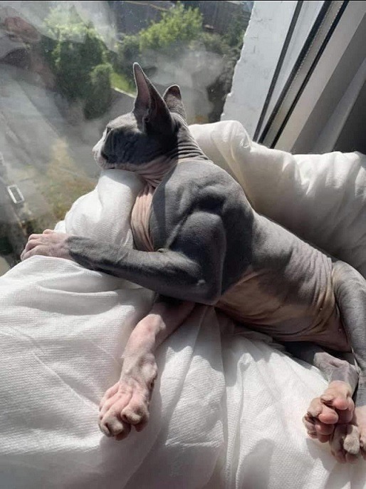 Why Does the Ripped Sphynx Cat Have So Much Muscle? Muscular Sphynx Cat with Myostatin-related Hypertrophy.