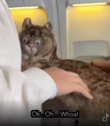 What is the Truth Behind the TikTok Video of Woman Breastfeeding Cat on Delta Airlines Plane? The video of the woman breastfeeding a cat on the plane was posted on TikTok by user 'alessiavaesenn'.