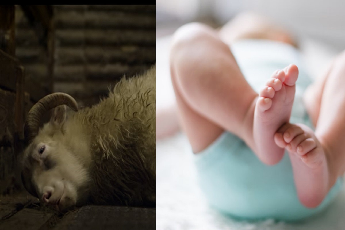 Did a Human Impregnate a Goat? Baby Goat Born With Human Face Draws Comparison to 'Lamb' Netflix Movie