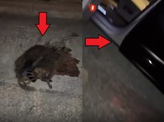 Kodak Black Runs Out a Gas on Highway and Gets Stuck Next a Dead Opossum