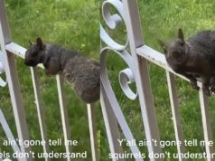 TikTok Video of Squirrel Reacting To Woman Calling it Evil Sparks Conspiracy The...