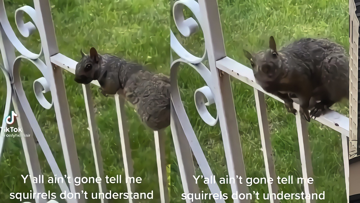 TikTok Video of Squirrel Reacting To Woman Calling it Evil Sparks Conspiracy Theory Squirrels Understand Human Language