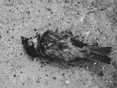 Did Military or Alien Tech Weapon Test Cause Blackbirds Falling from Sky in Mexi...