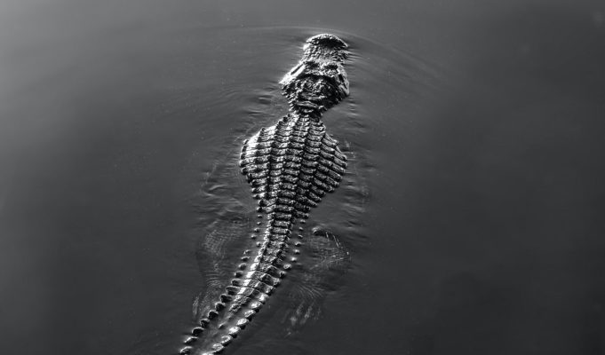 29-foot-crocodile-maine-lake-hoax-details-1