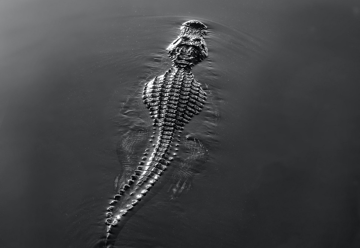 The Truth About the 29 Foot Crocodile Discovered in Maine Lake Shows the Power of Social Media