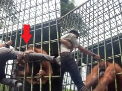 Scary Video Shows Orangutan Grabbing Man Through Cage at Zoo and Refusing to Let...