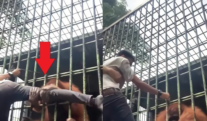 Scary Video Shows Orangutan Grabbing Man Through Cage at Zoo and Refusing to Let Go