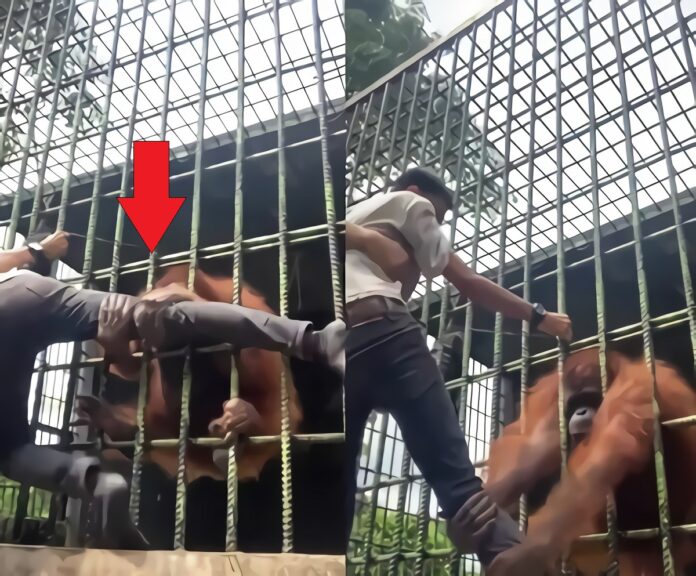 Orangutan-grab-man-through-cage