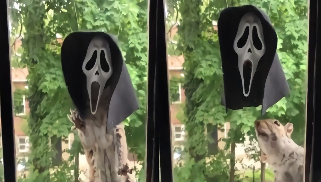 Scream-Halloween-Mask-Squirrel-Feeder