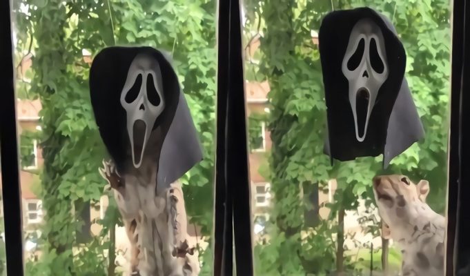 Video: This Scream Halloween Mask Squirrel Feeder May Be Your Greatest Halloween Addition in 2023