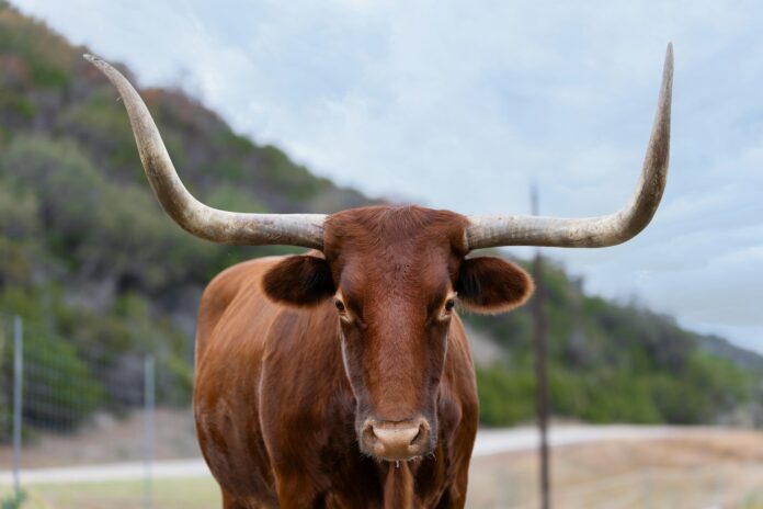 Texas bull