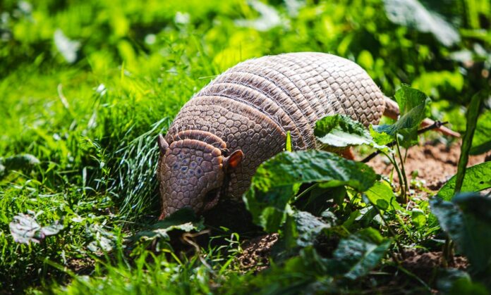What-Do-Armadillos-Eat-in-Minecraft