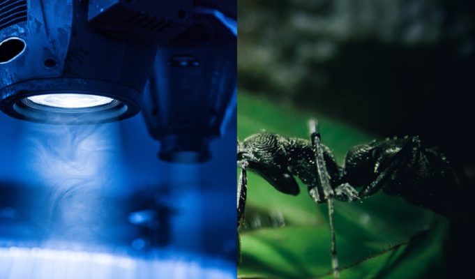 Horrifying Microscope Magnified Up Close Photo of Ant's Face Showing Red Beard and Fangs Wins Nikon Photo Competition Prize