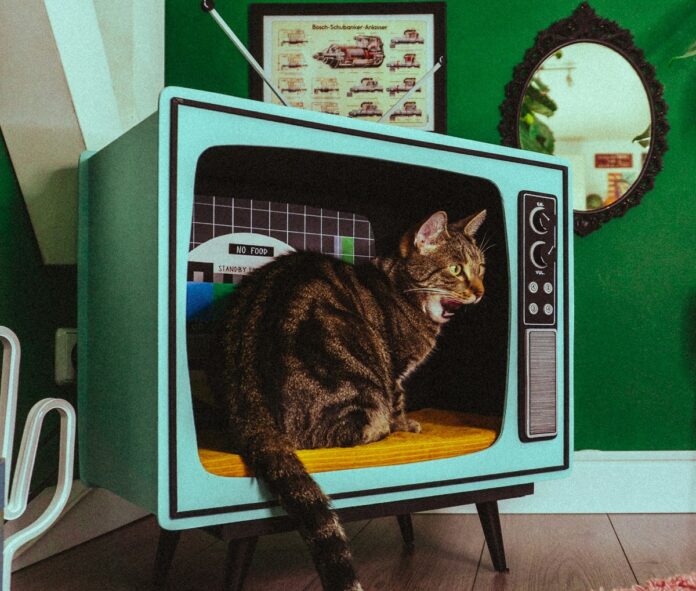 cat enclosure how to video guide