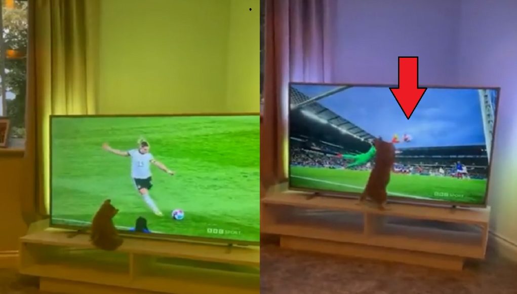 cat-goalie-television-soccer-game