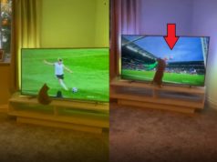 Video of Cute Cat Playing Goalie with TV Screen During Soccer Game Goes Viral