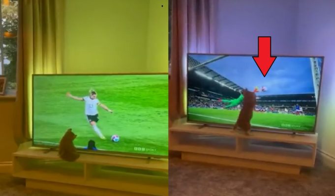 Video of Cute Cat Playing Goalie with TV Screen During Soccer Game Goes Viral