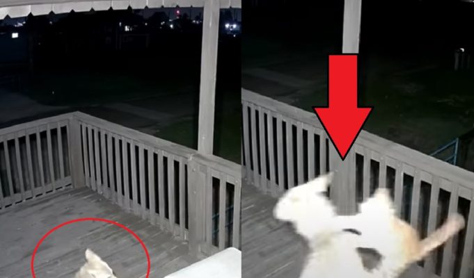 Video of Cat Escaping a Coyote Attack With Spiderman Move Goes Viral