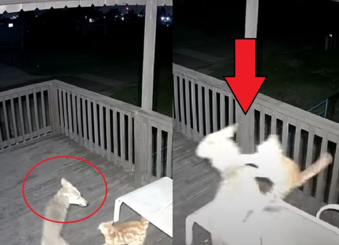 cat-vs-coyote