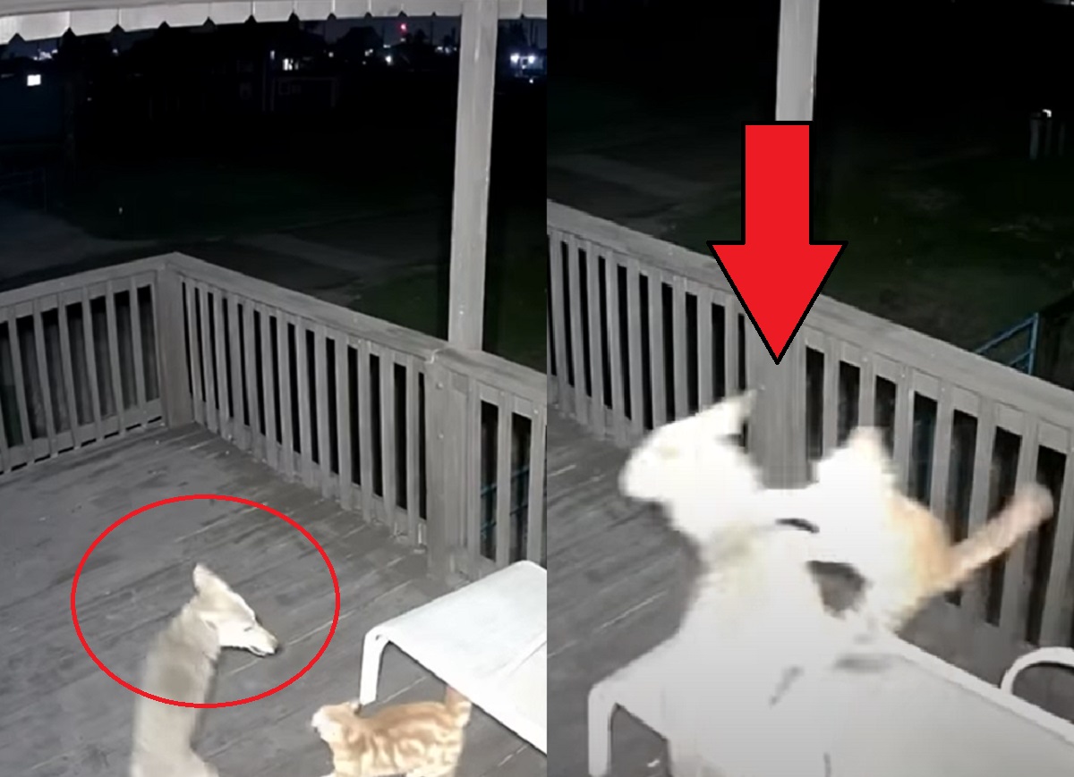 Video of Cat Escaping a Coyote Attack With Spiderman Move Goes Viral