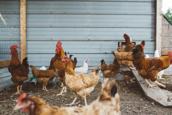 chicken hawk farm