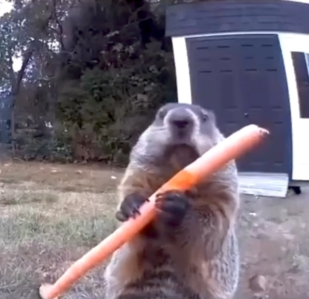 Chunk the Groundhog Eating a Stolen Carrot in Front Surveillance Camera